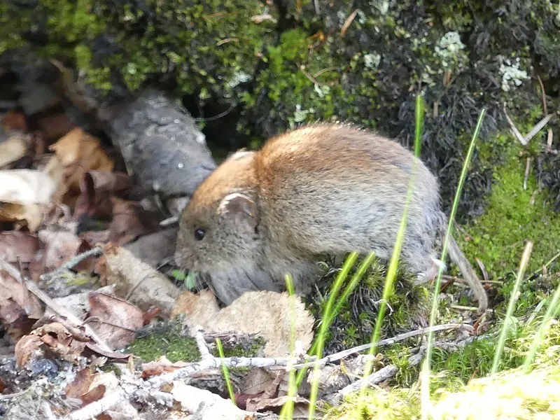 Boreal Red-backed Vole