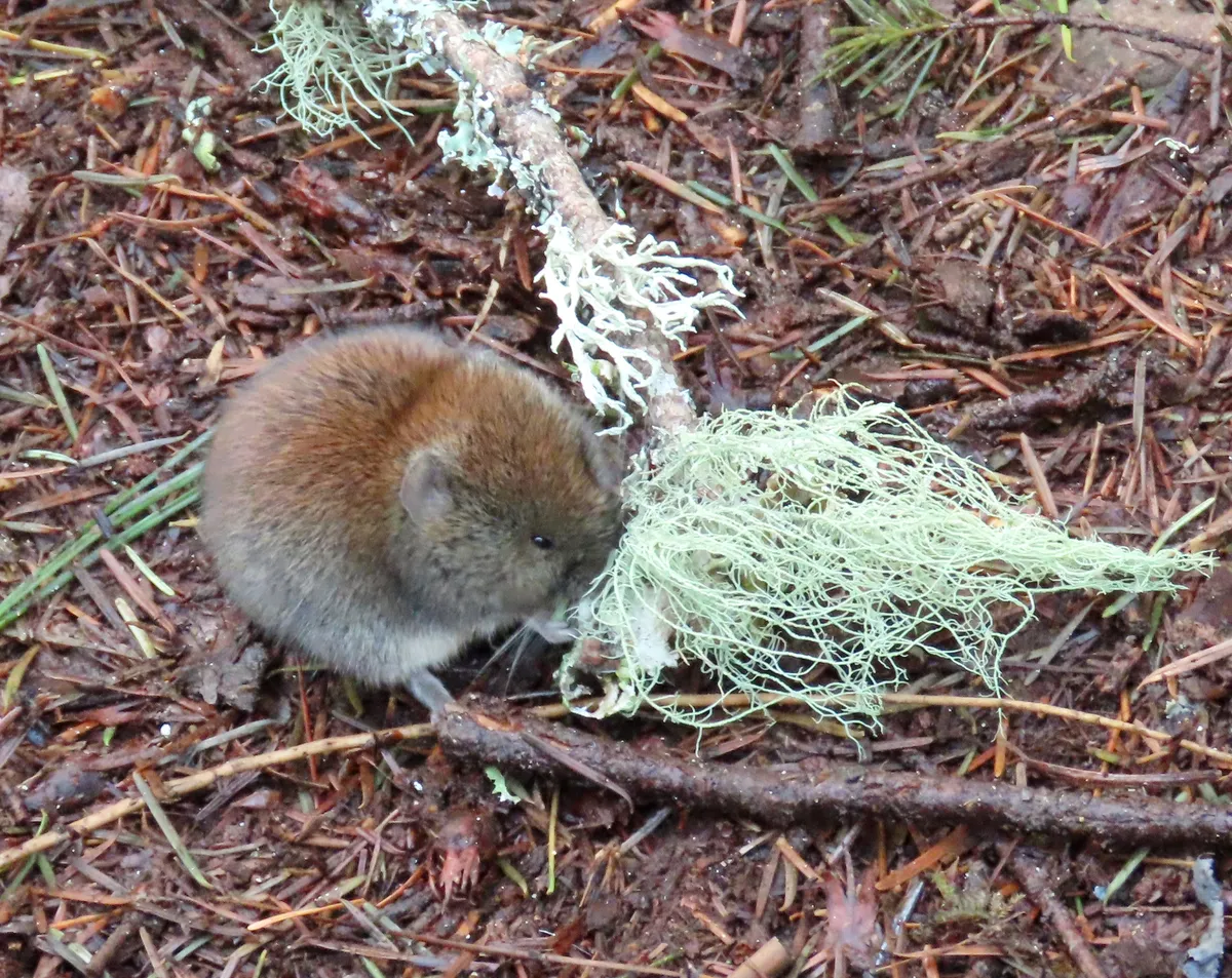 Boreal Red-backed Vole