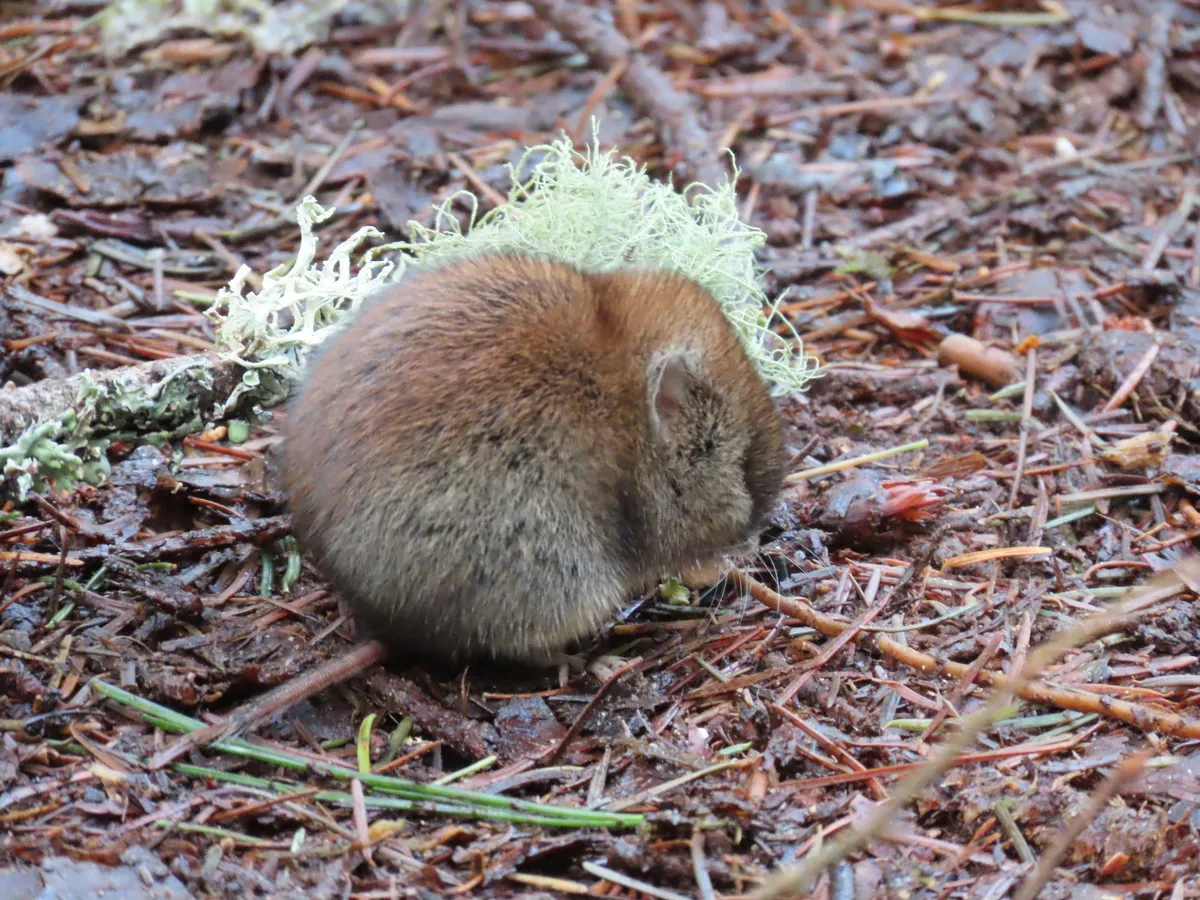 Boreal Red-backed Vole