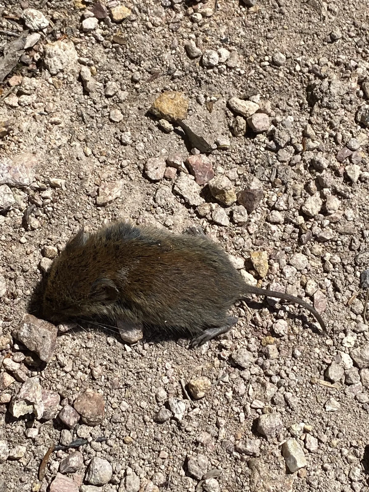 Boreal Red-backed Vole