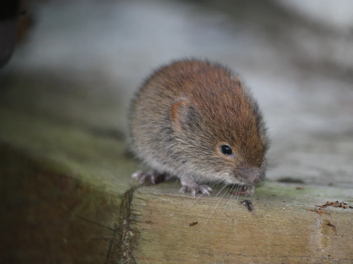 Boreal Red-backed Vole