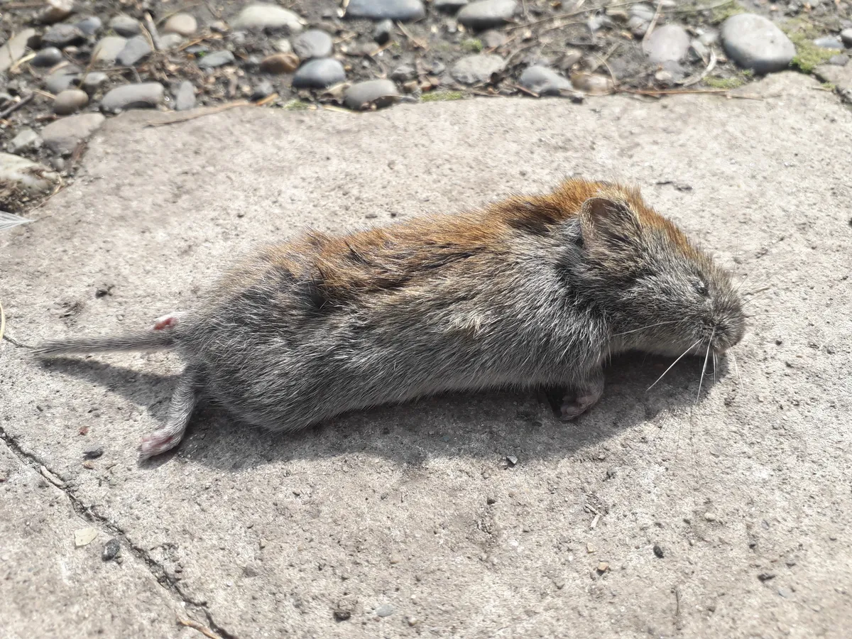 Gray Red-backed Vole