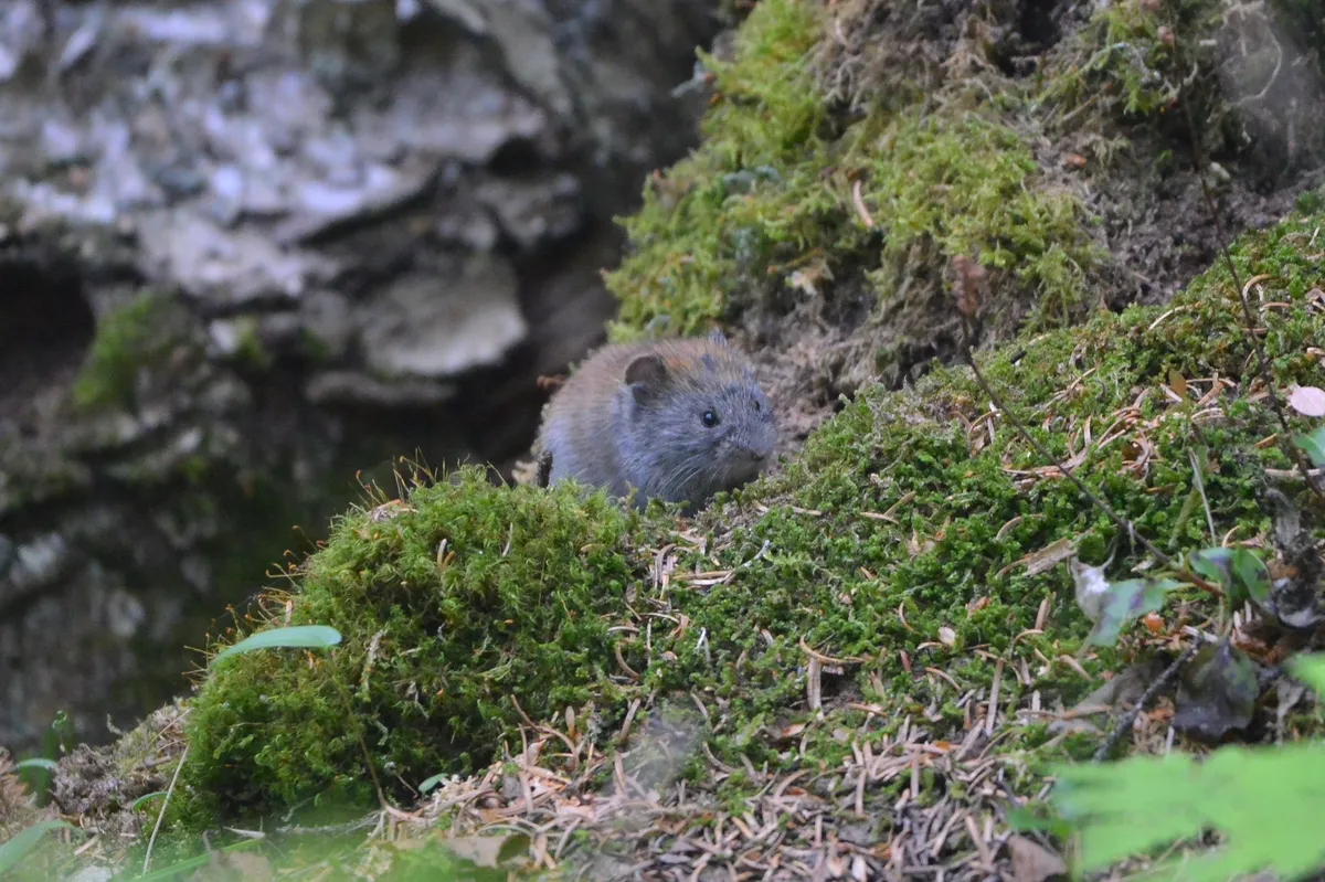 Gray Red-backed Vole
