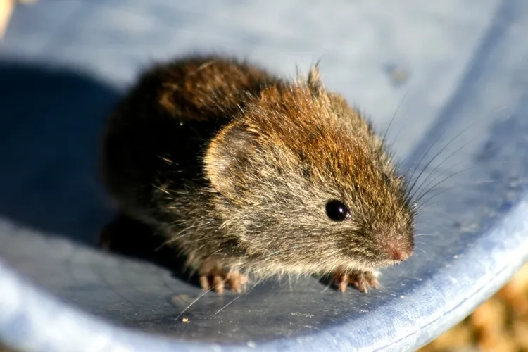 Gray Red-backed Vole