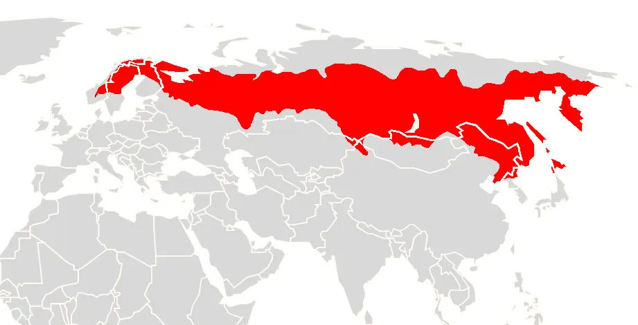 Gray Red-backed Vole