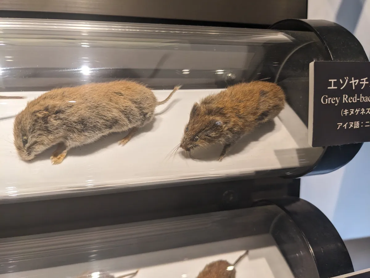 Gray Red-backed Vole