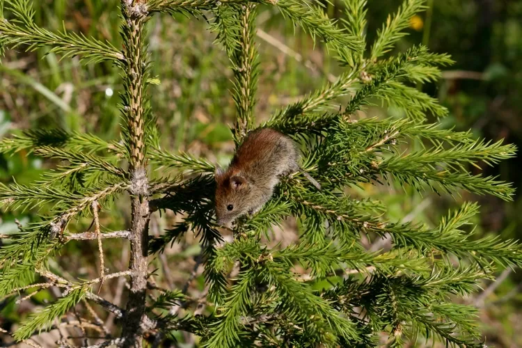 Ratón Rojo Boreal