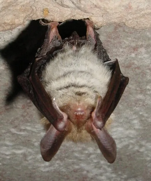 Myotis bechsteinii