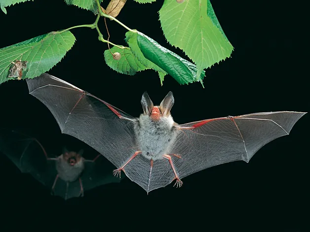 Murciélago Forestal de Bechstein