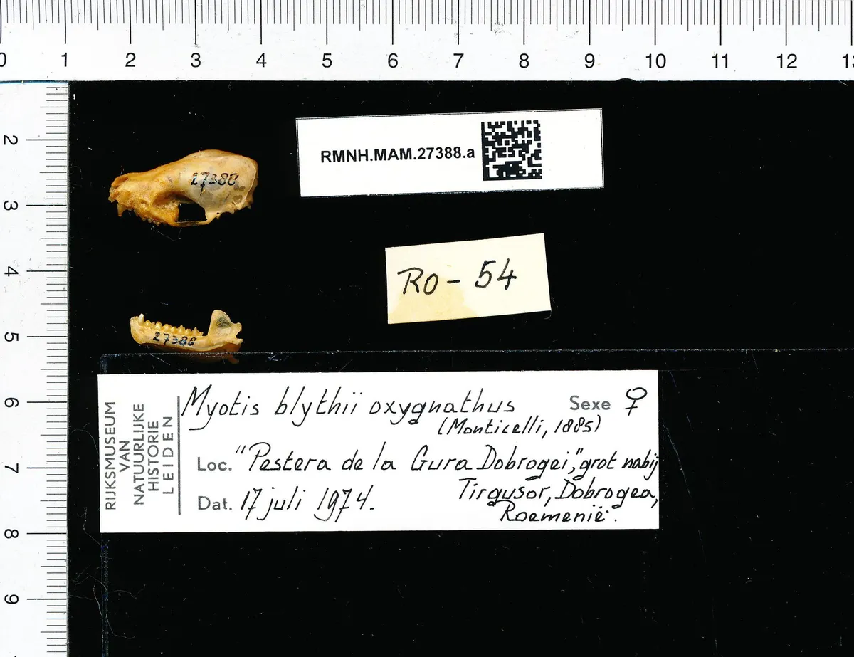 Murciélago ratonero menor