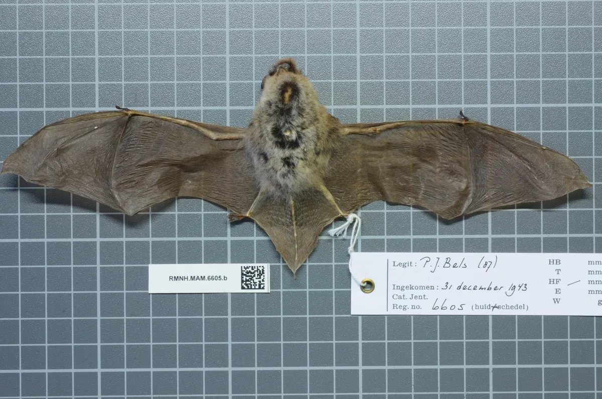 Brandt's Bat