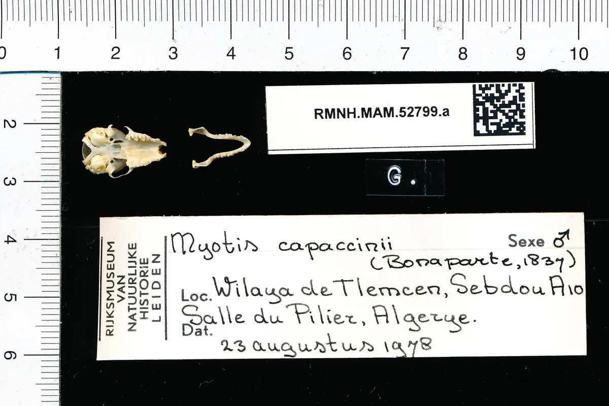 Murciélago de dedos largos