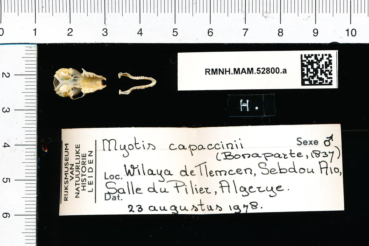 Murciélago de dedos largos