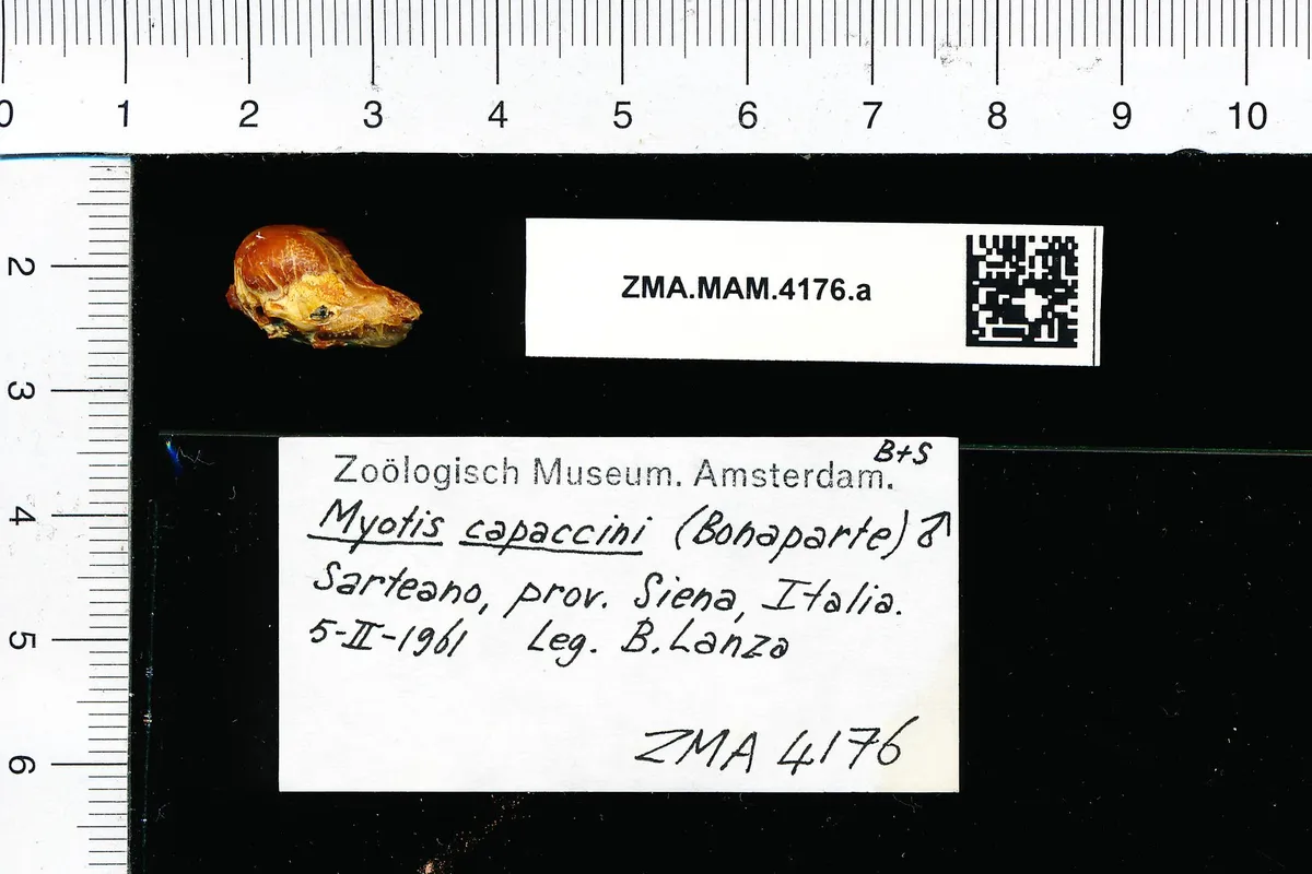 Murciélago de dedos largos