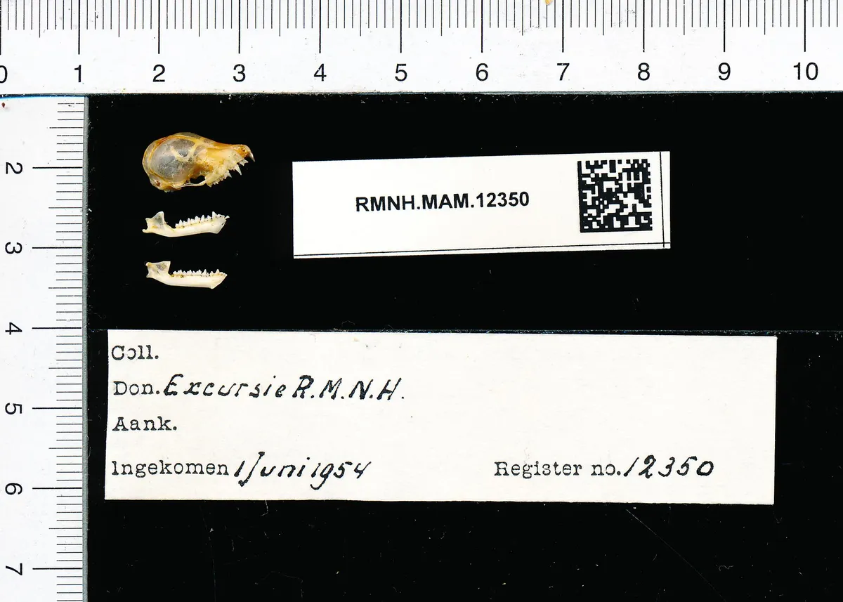 Murciélago de Daubenton