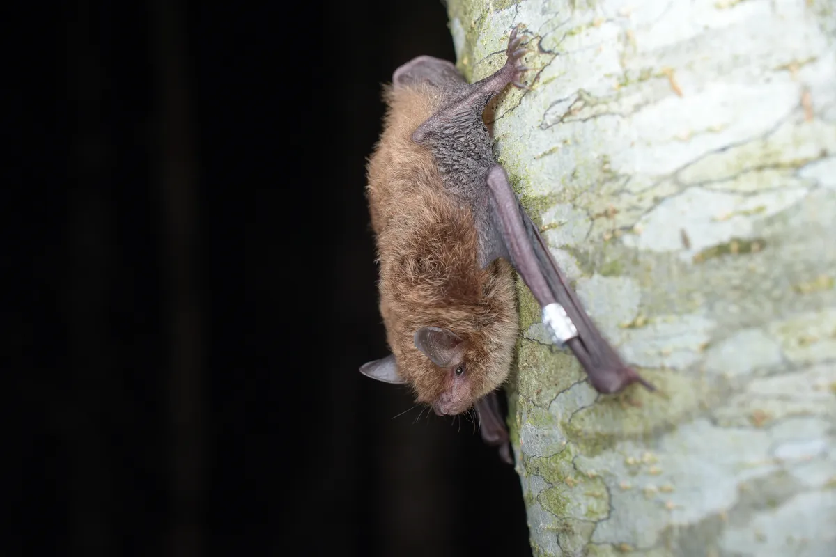 Murciélago de Daubenton