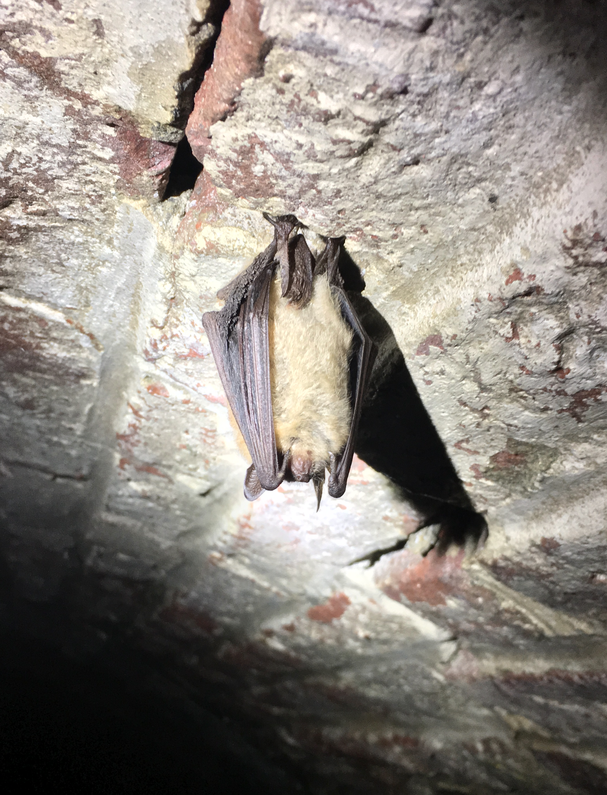 Murciélago de Geoffroy