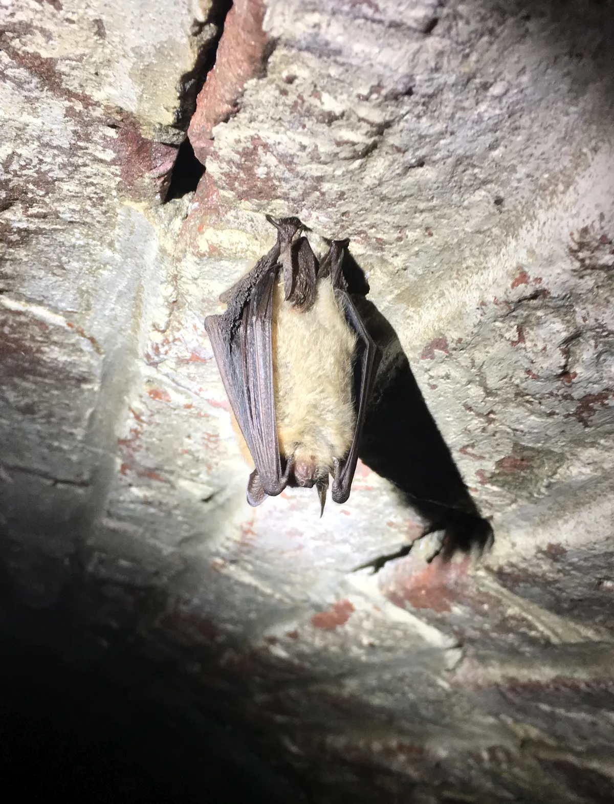 Murciélago de Geoffroy