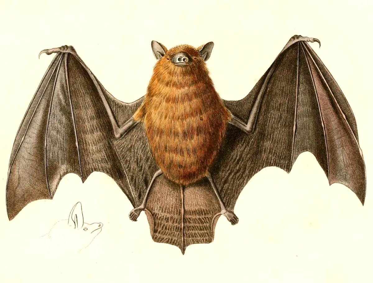 Greater Mouse-eared Bat