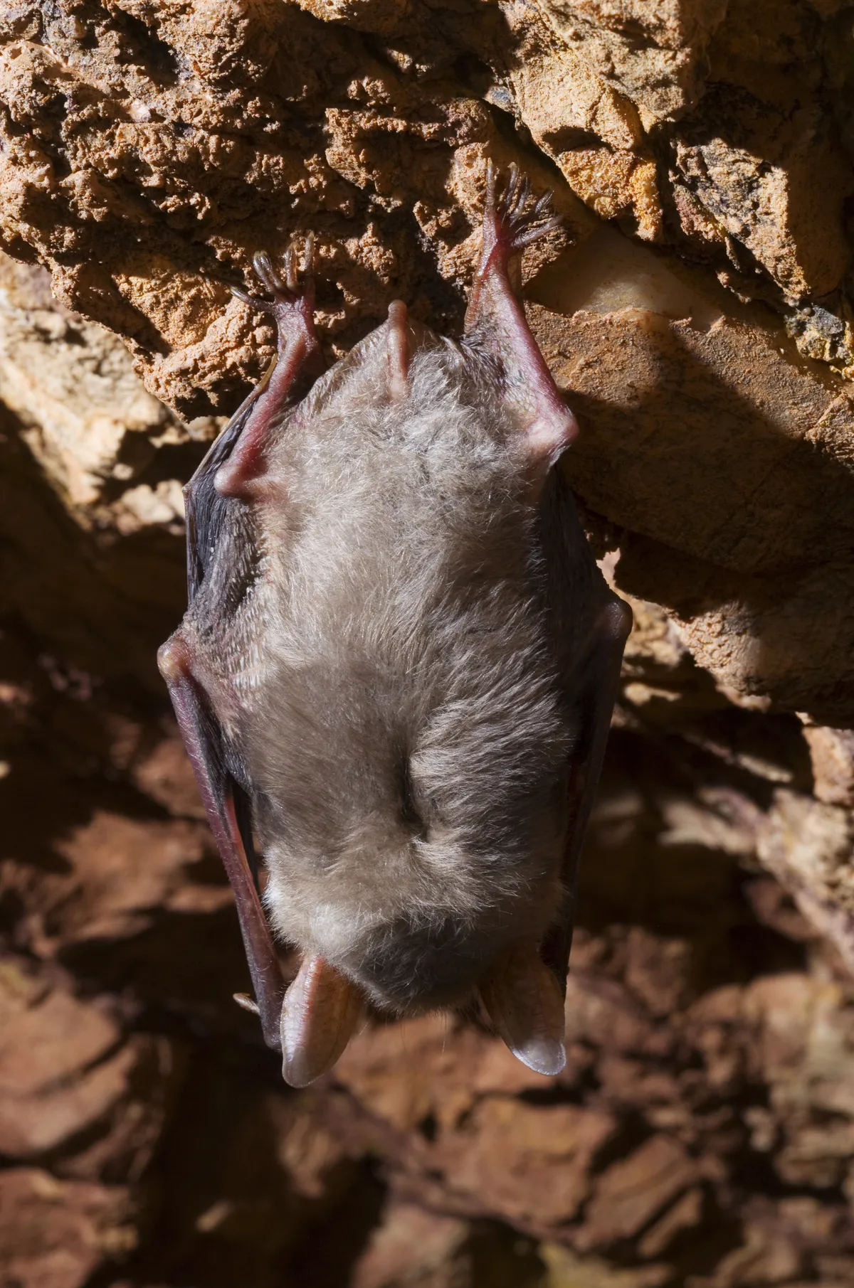 Greater Mouse-eared Bat
