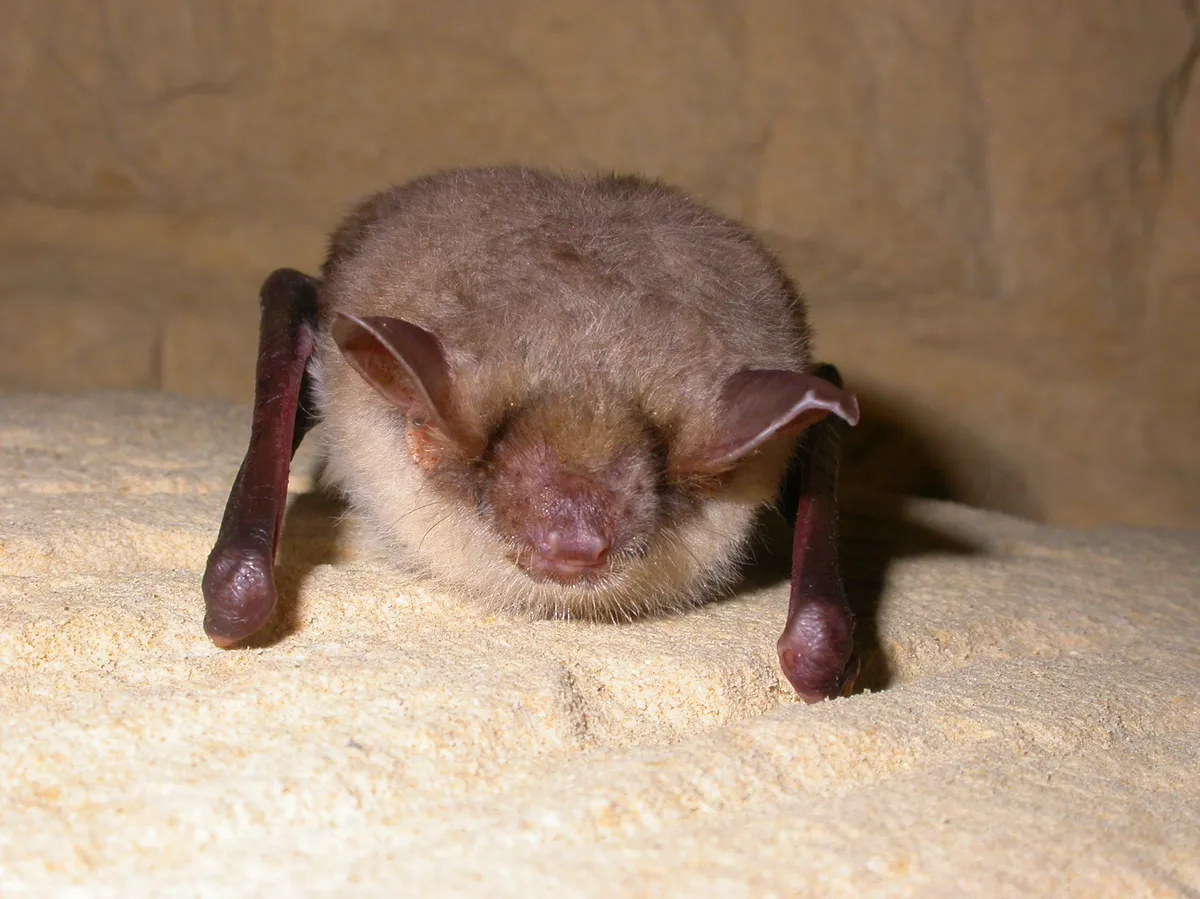 Greater Mouse-eared Bat