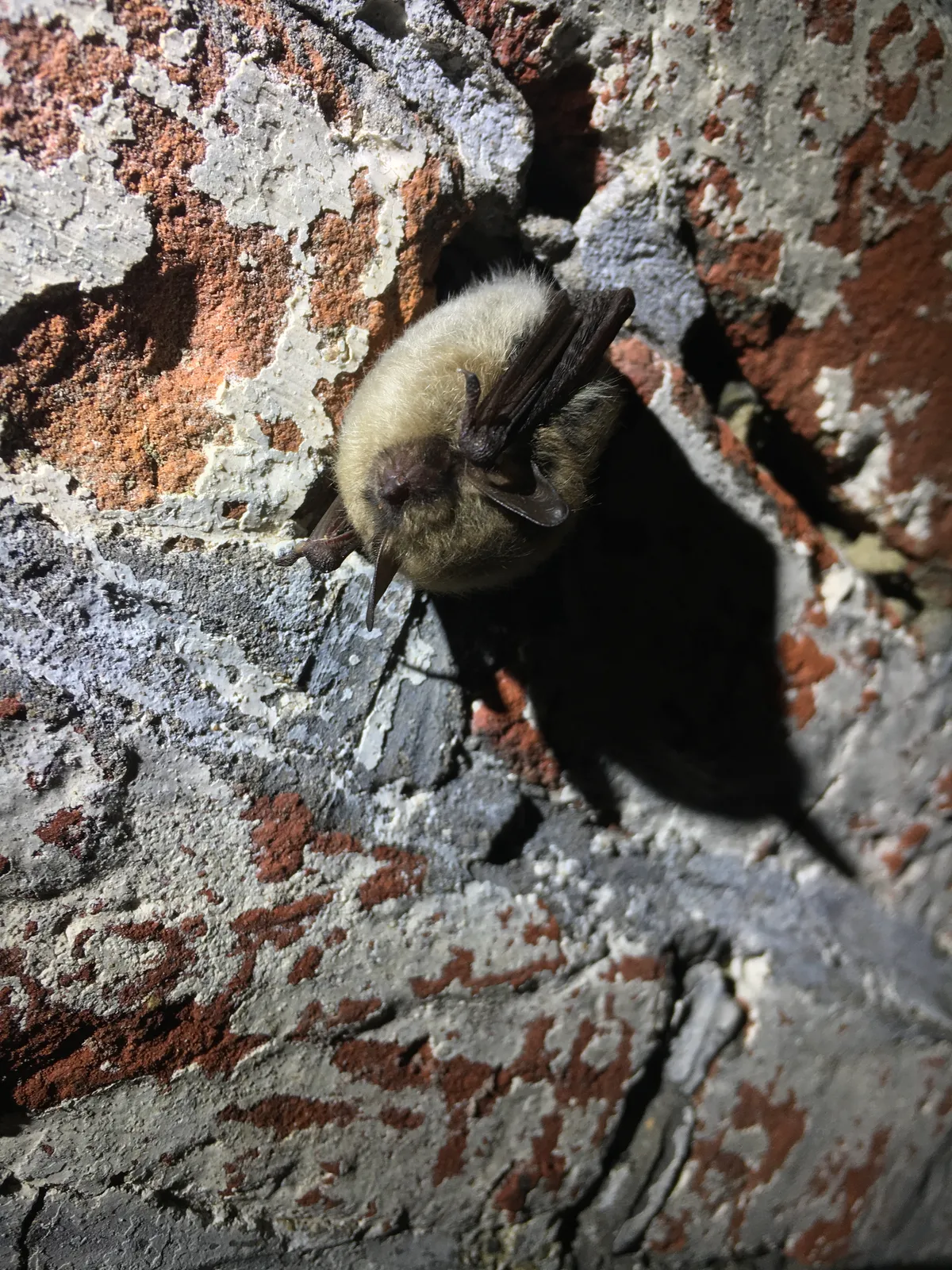 Myotis mystacinus