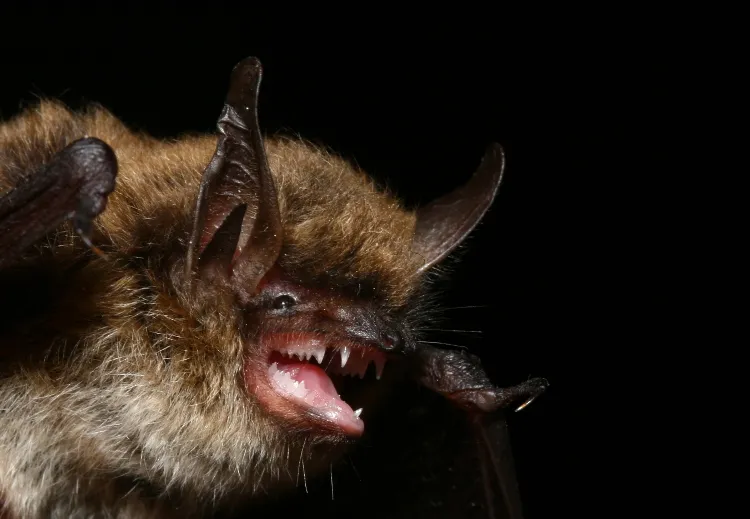 Whiskered Bat