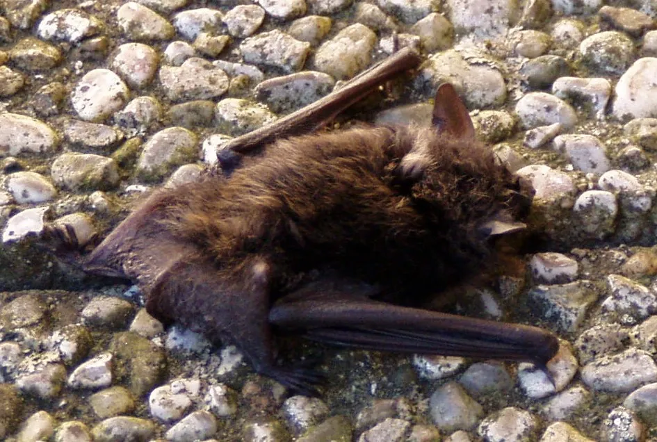 Whiskered Bat