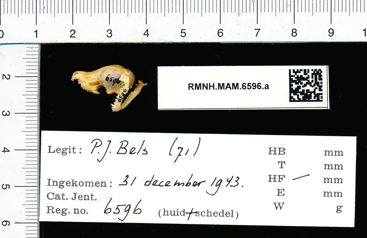 Myotis nattereri