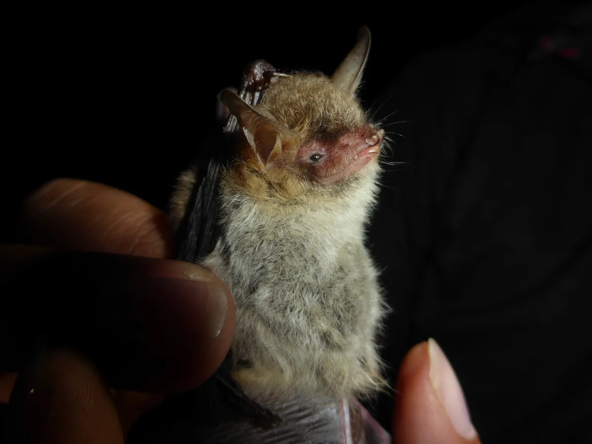 Natterer's Bat