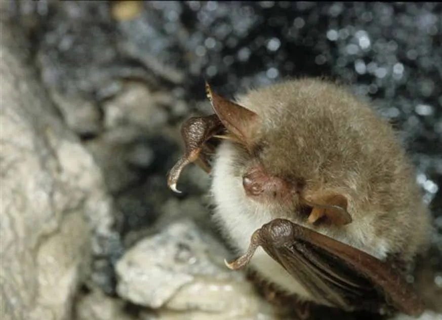 Natterer's Bat