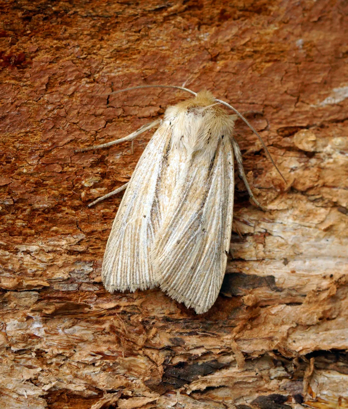 Smoky Wainscot