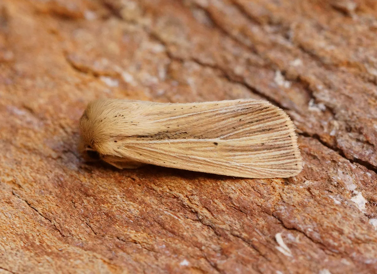 Smoky Wainscot