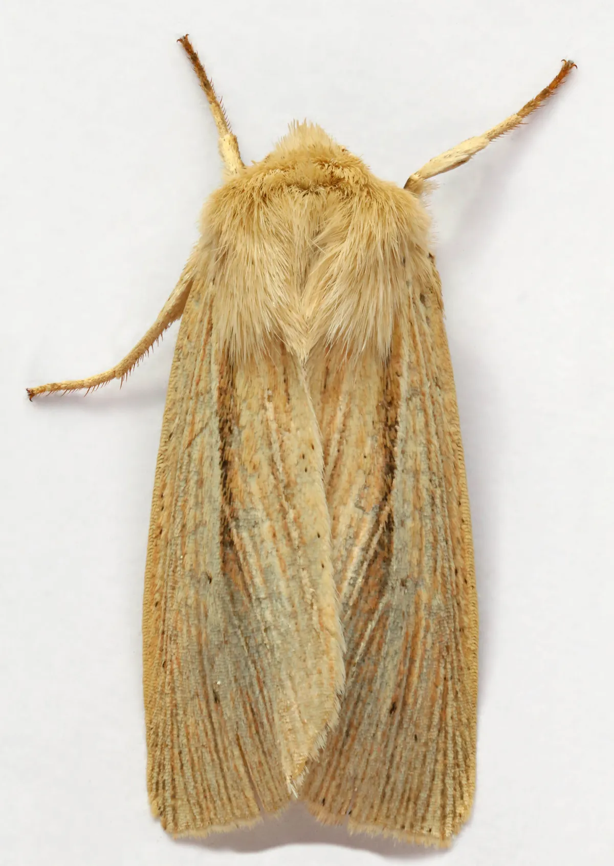 Smoky Wainscot