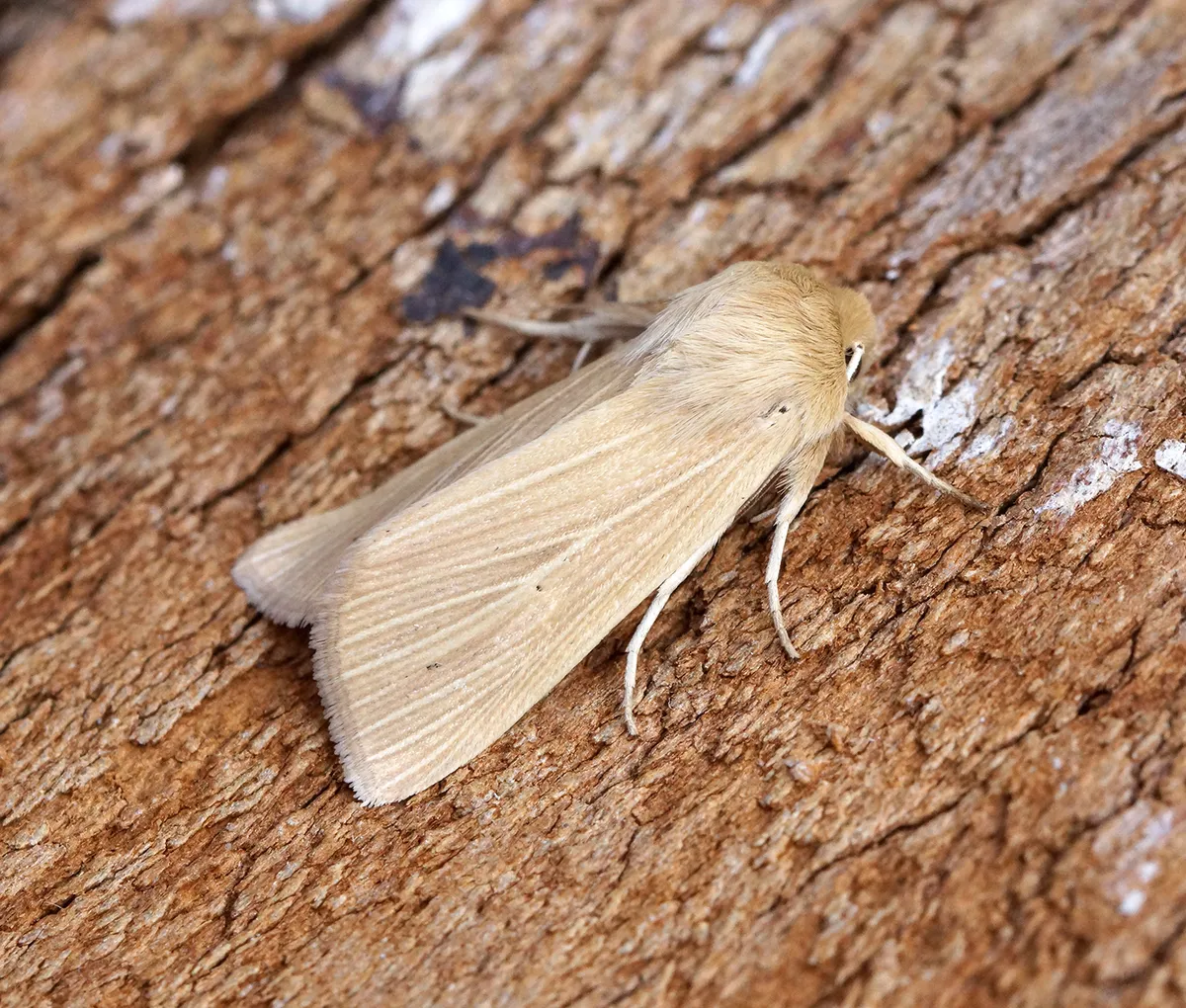 Common Wainscot