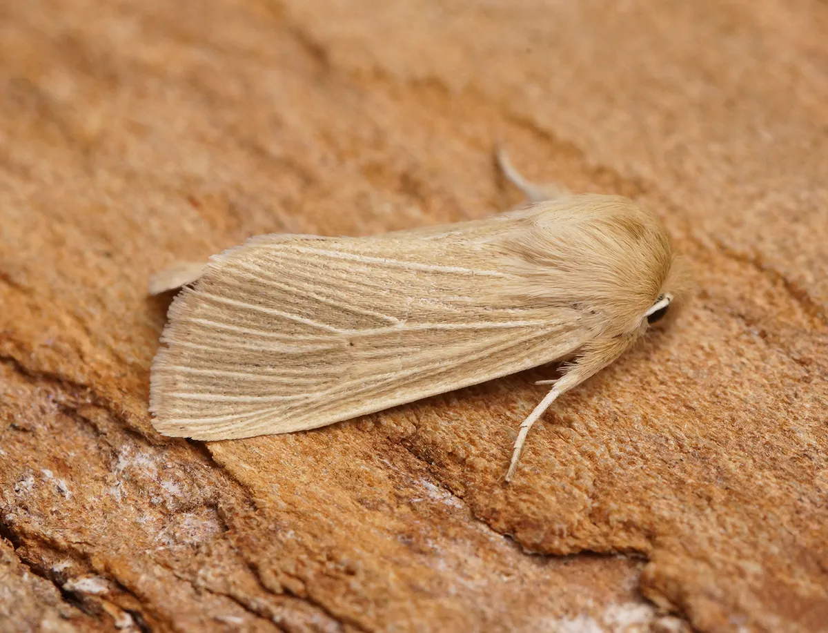 Common Wainscot