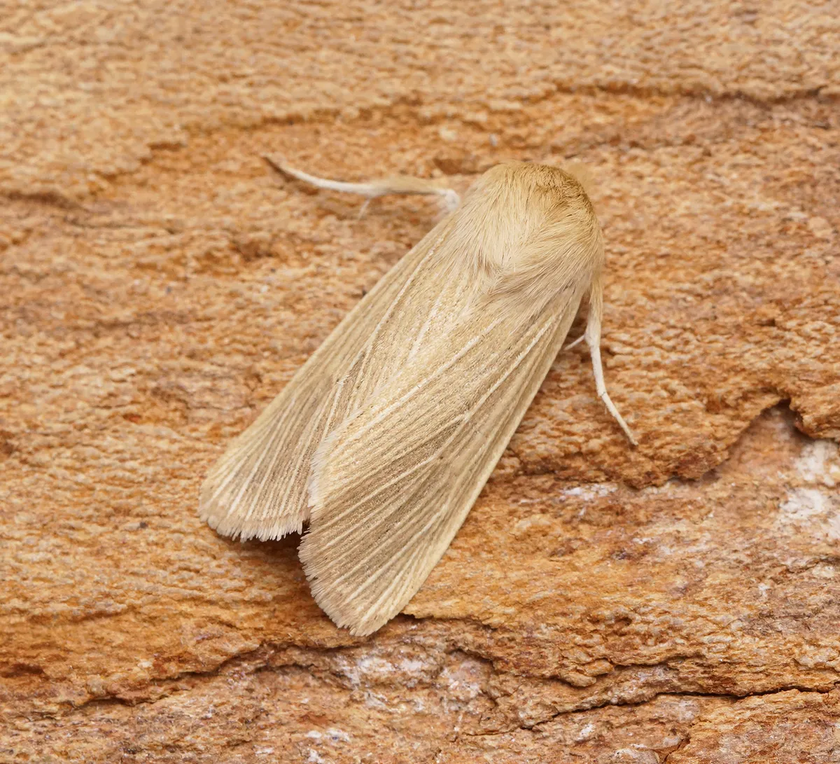 Common Wainscot