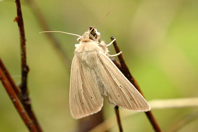 Common Wainscot