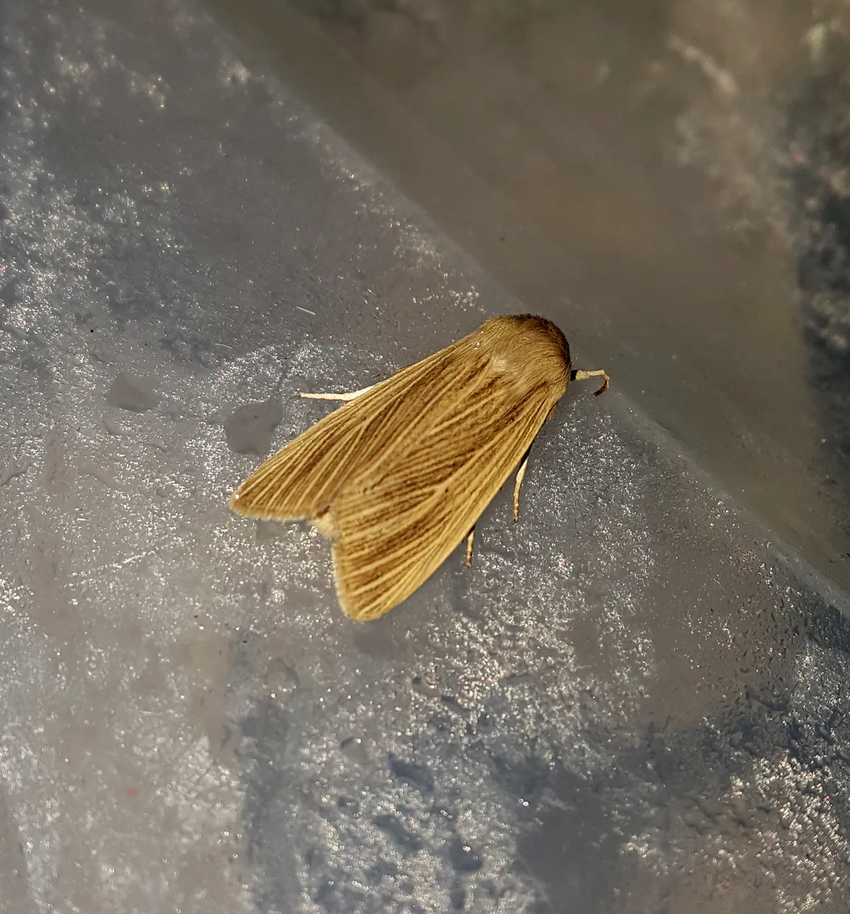 Common Wainscot