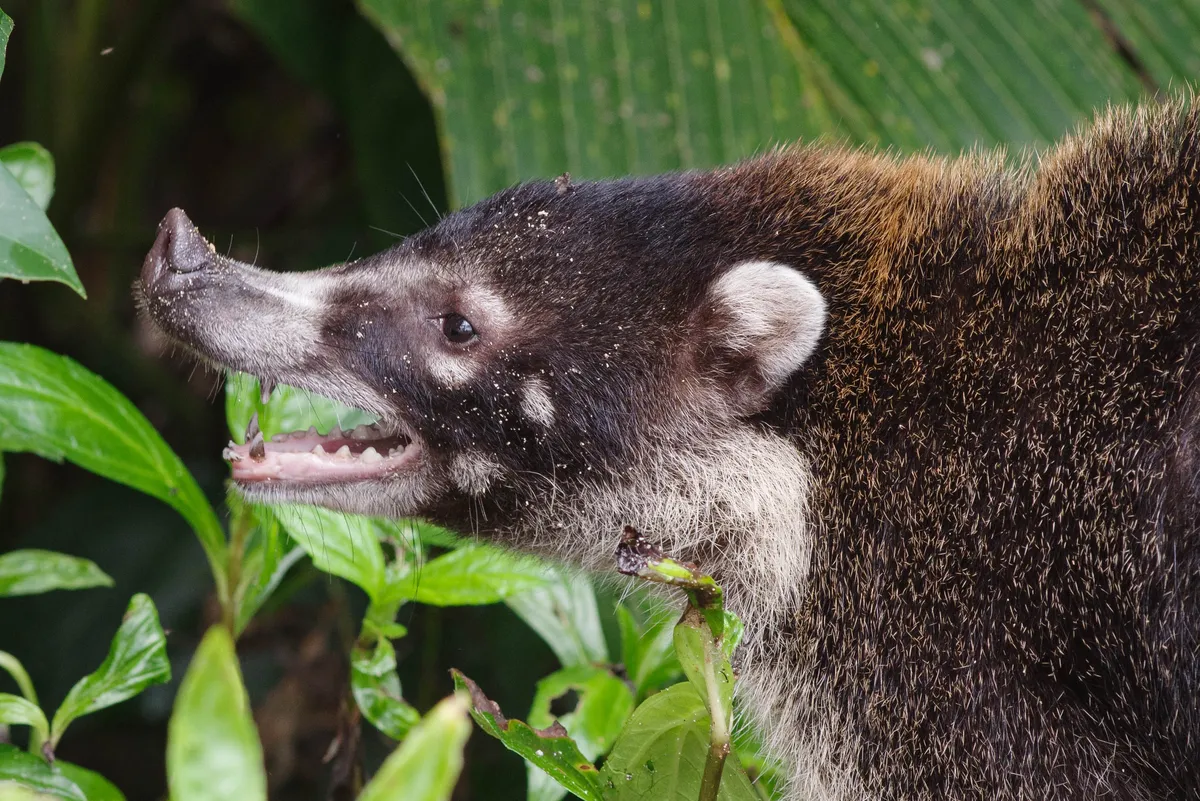 White-nosed coati