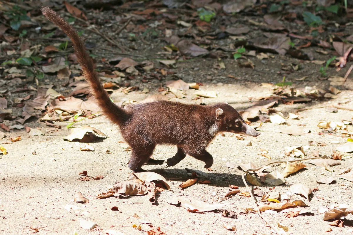 White-nosed coati