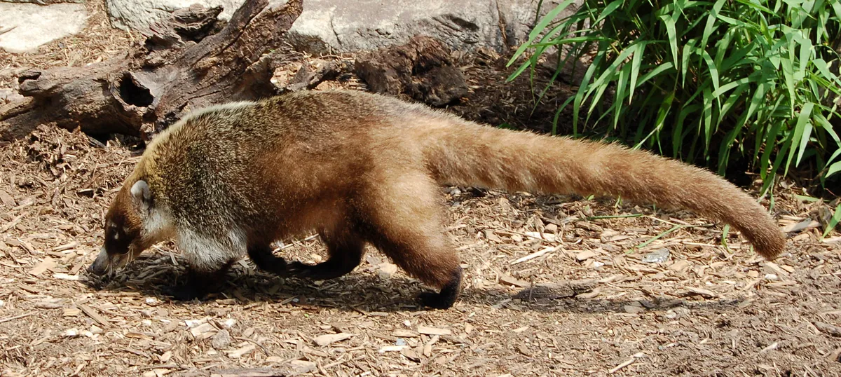 White-nosed coati