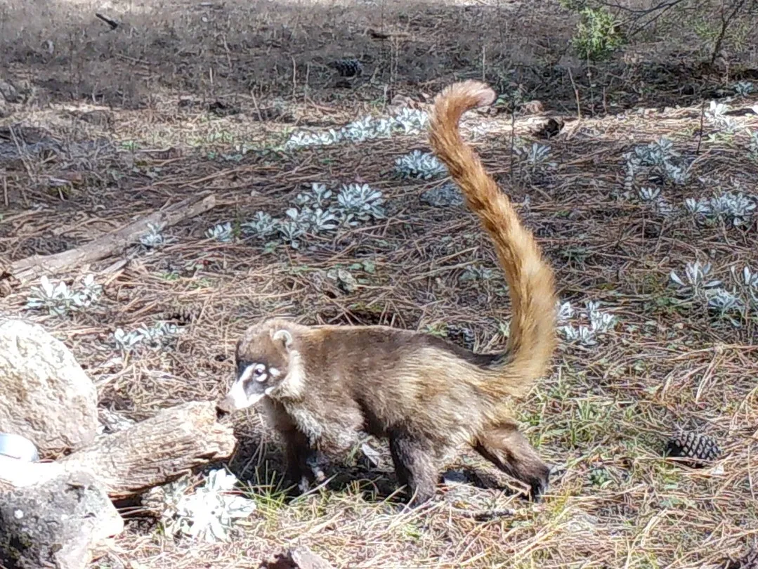 White-nosed coati