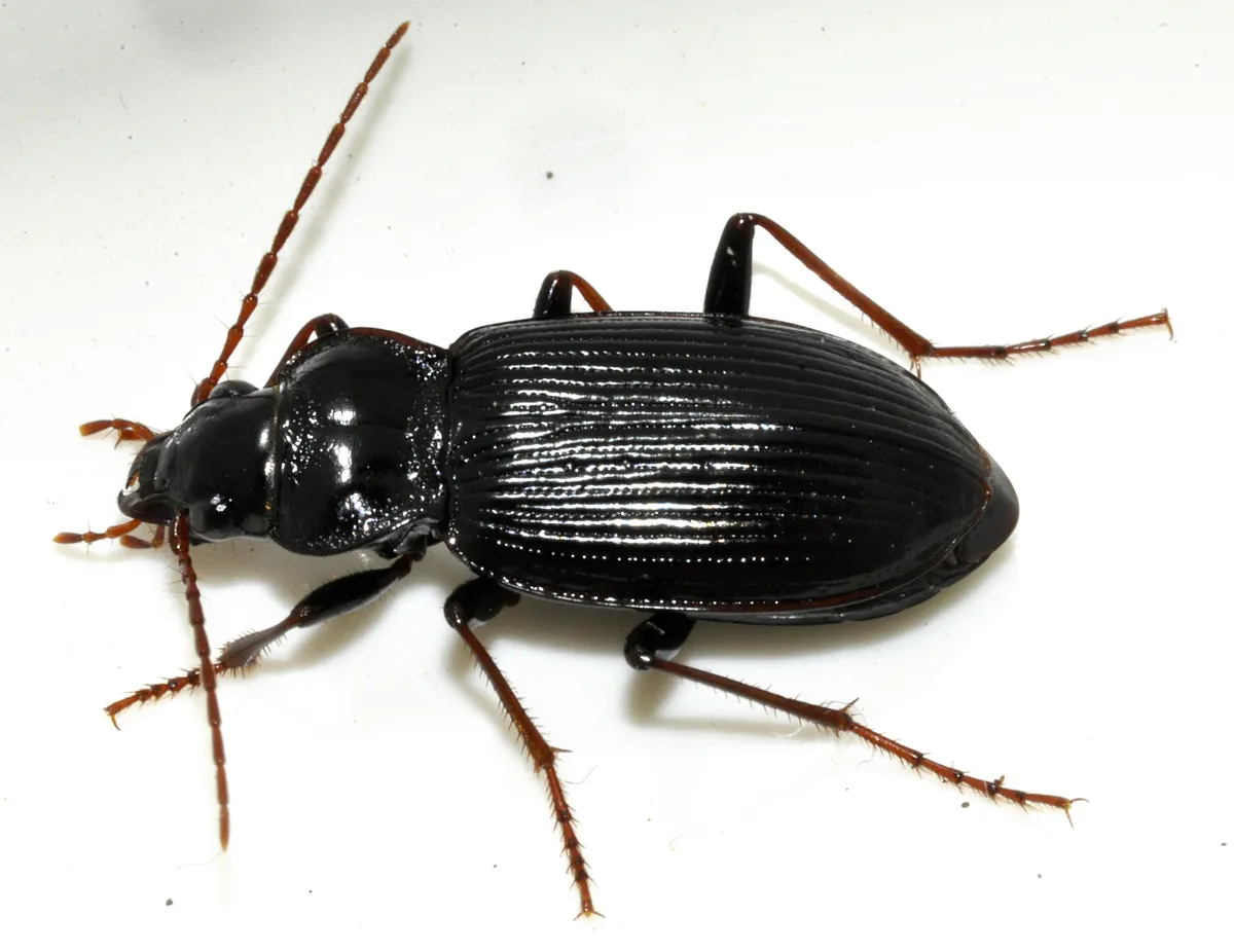 Nebria brevicollis