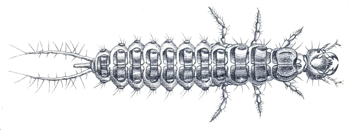 Short-necked ground beetle