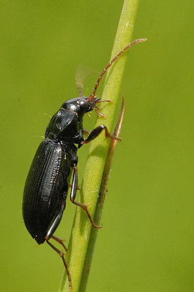 Short-necked ground beetle