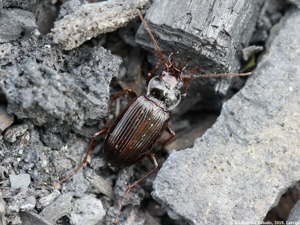 Short-necked ground beetle