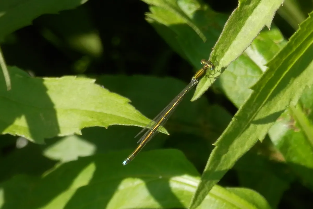 Sedge Sprite