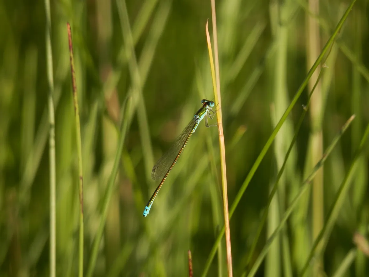 Sedge Sprite
