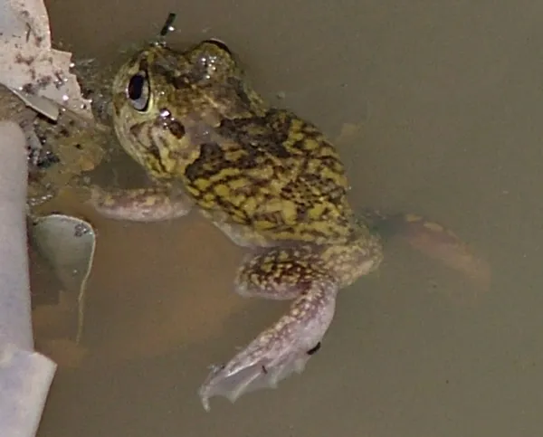 Sudell's Frog